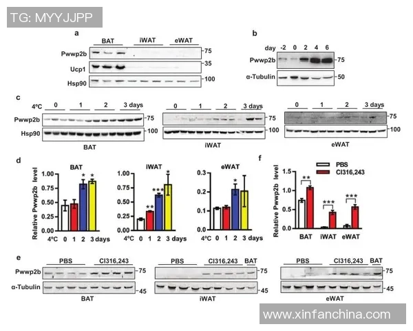 数据分析揭示WE团队协作表现的优势与改进空间